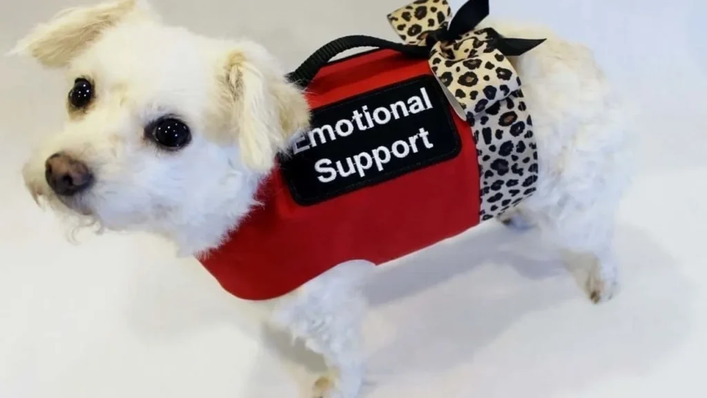 Emotional support animal in USA providing comfort and mental health support