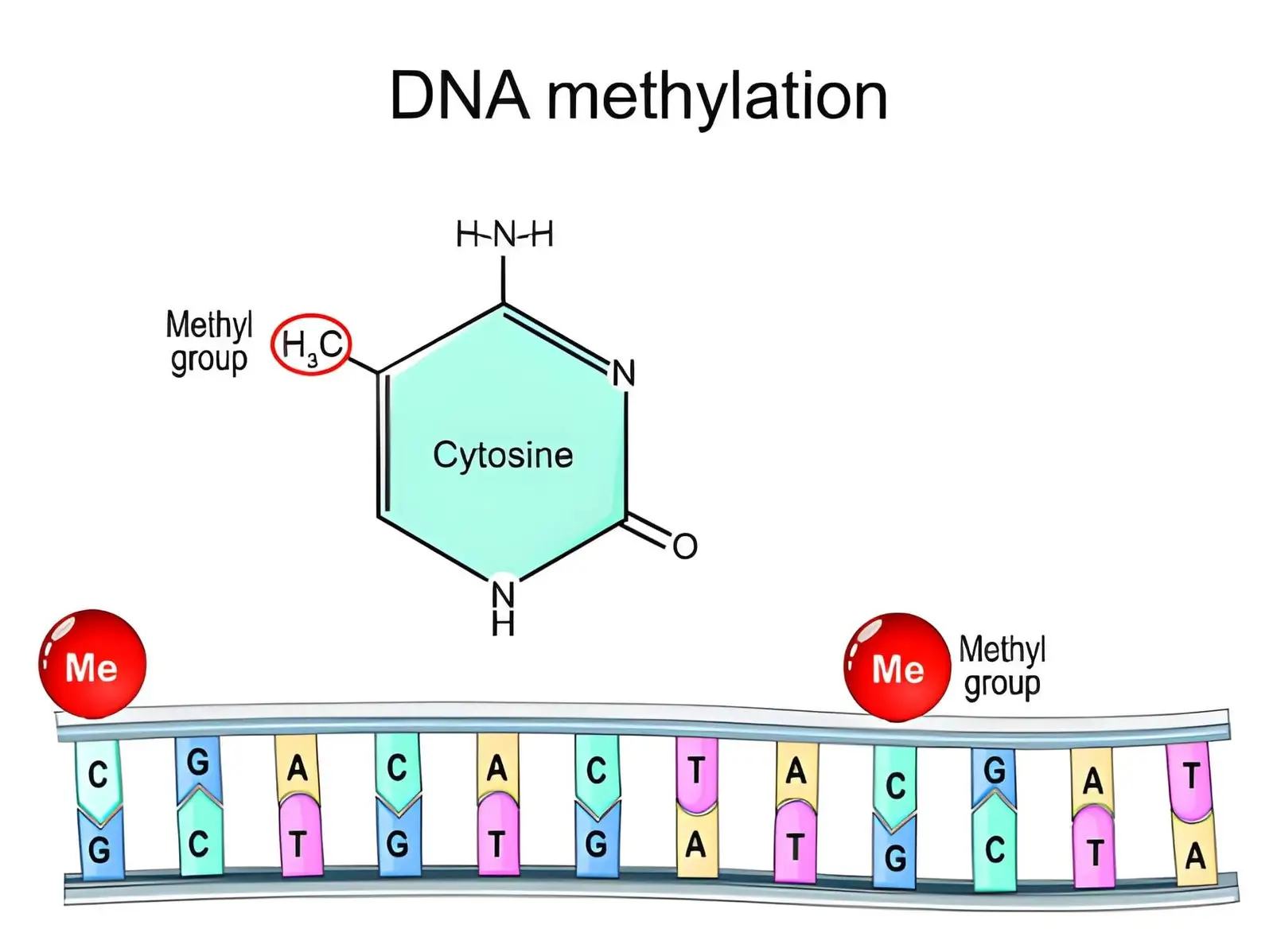 Genetic Methylation Testing Explained